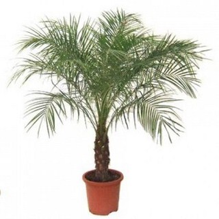 Palmier roebelenii