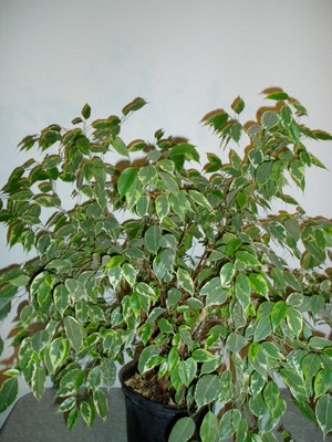 Ficus Golden
